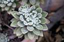 ECHEVERIA LEUCOTRICHA_1.jpg